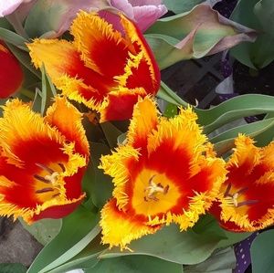 Meet your Posher, Jamie